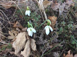 Galanthus